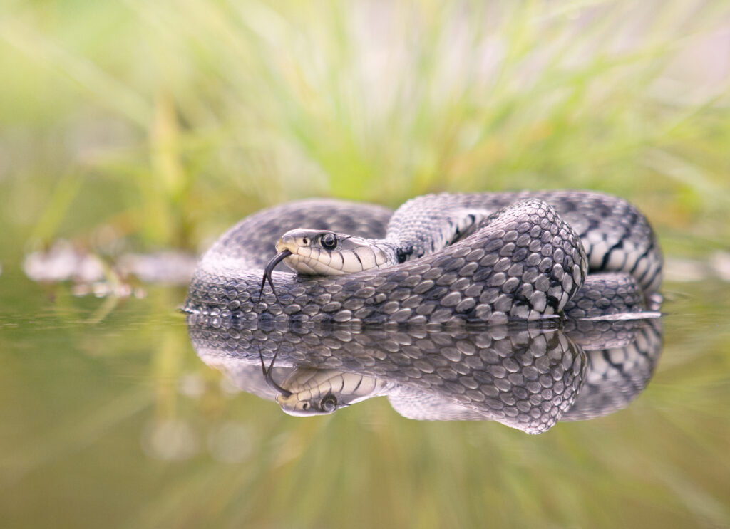 AT01 Horst Ender Natrix helvetica