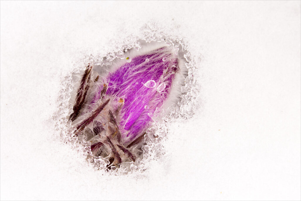 p01_eingeschneit_schubert