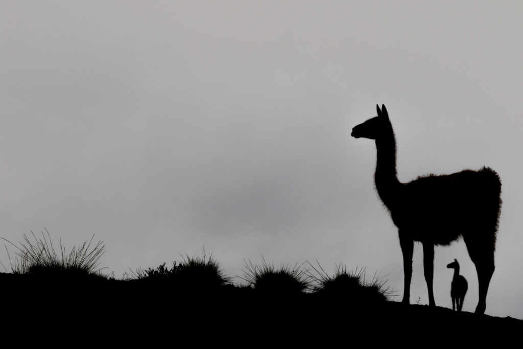 sa01 Rupert Kogler Malcolm