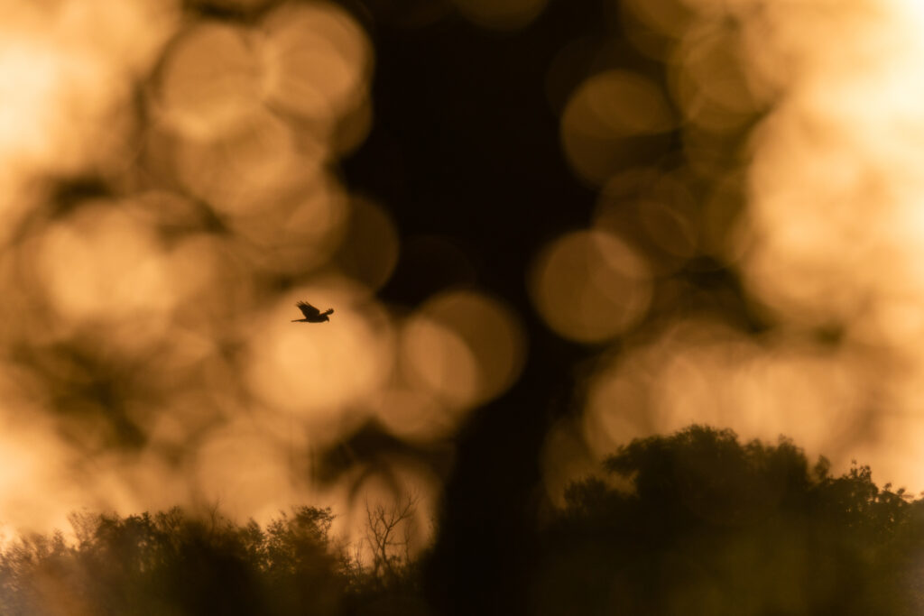 v01 Rupert Kogler Spy