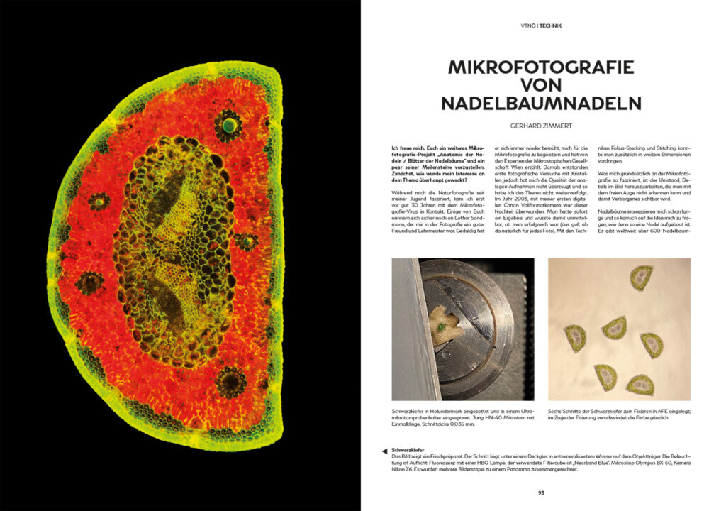Mikrofotografie von Nadelbaumnadeln