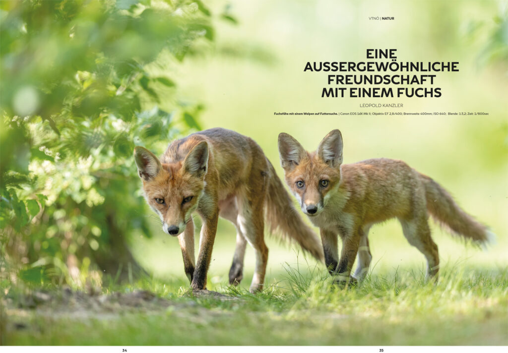 Eine außergewöhnliche Freundschaft mit einem Fuchs - Leopold Kanzler